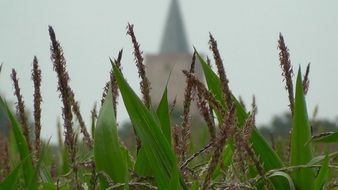 Macro picture of the cereals