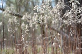 dry grass with seeds on meadow