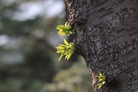 Young green leaves on a tree trunk