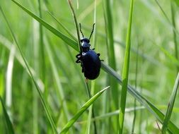 black beetle on a thin stalk of grass