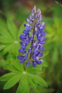 Closeup photo of purple flowers