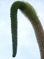 Green tassel of plant