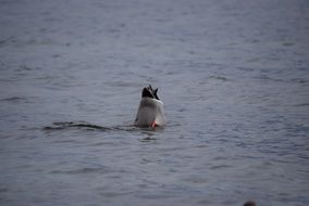 diving duck on lake como