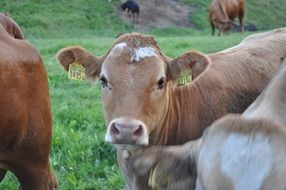 farm cows
