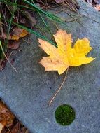 extraordinarily beautiful yellow leaf