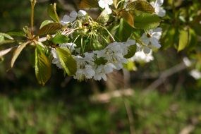 closeup photo of White beautiful white flowers