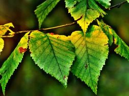 Picture of birch leaves