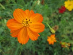 orange flowers close-up on blurred background