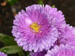 light purple garden asters closeup