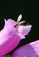 winged insect on a purple flower