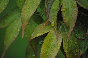 green leaves in drops close-up
