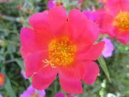 pink and yellow flower close-up