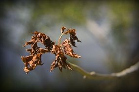 Dried leaves on the branch in autumn