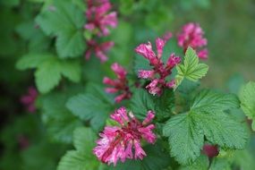 Fresh johannisbeer purple bush leaves
