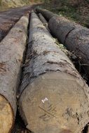 long logs on ground