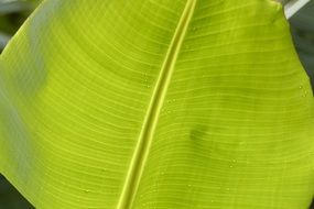 green leaf of banana tree