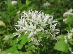 broad-leaved garlic wildflower