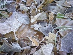 frosty leaves in the morning on earth