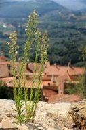 plants on stone in view of red roofs