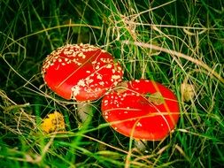 two red fly agarics in the grass