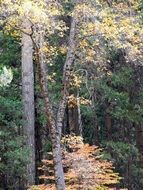 November forest
