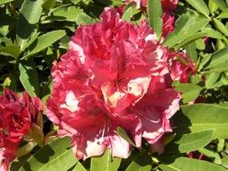 Beautiful, blooming pink and white bush rhododendron