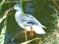 white gray duck on the lake