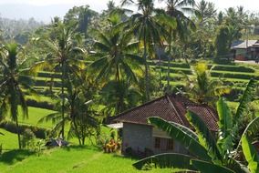 Green nature in Bali