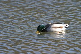 Picture of swimming wild duck