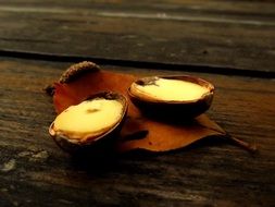 cut acorn