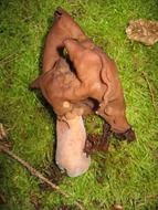 Toxic white handle undulata in nature
