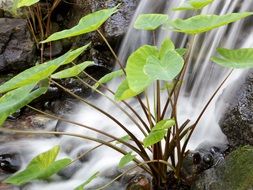 Landscape with the plant near the waterfall