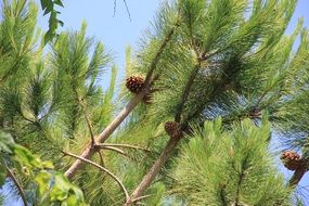Picture of pine cones on a tree