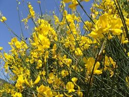 Beautiful yellow genista flowers at blue sky background