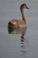 young grey swan