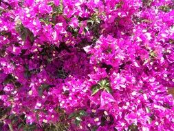 Purple bougainvillea flowers in nature