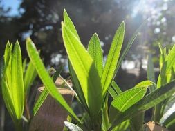 green plant sparkles under the sun