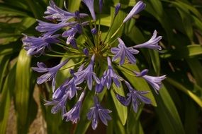 blue buds of exotic flower