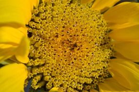 yellow center of a sunflower close up