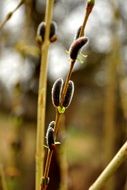 grey willow catkins close up