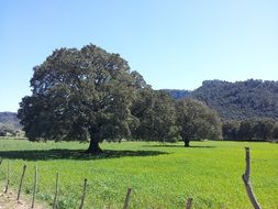 lush trees on a green meadow on a sunny day