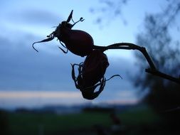 rose hip flower