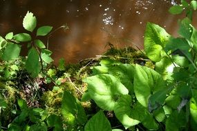 water flow behind green branches