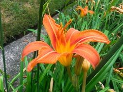 beautiful orange flowers with green leaves bloom