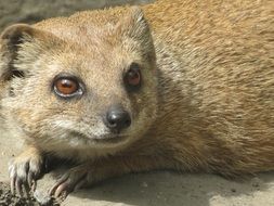 Portrait of a cute, beautiful and colorful meerkat with brown eyes