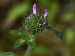 clover flower in the meadow