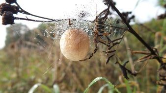 spider on cobweb with nest