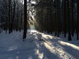 trail in the winter forest