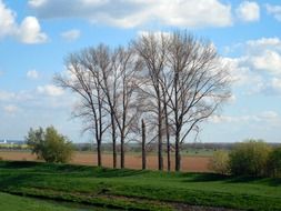 Lonely trees on a green meadow