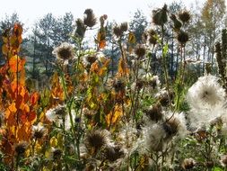 nature in autumn